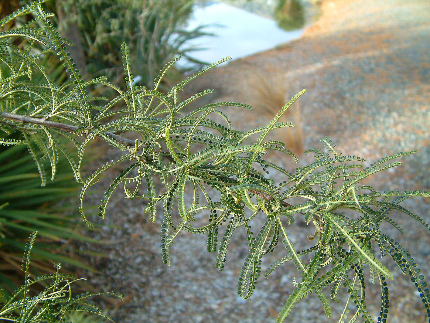 Image of Sophora microphylla var. longicarinata (G. Simpson) Allan