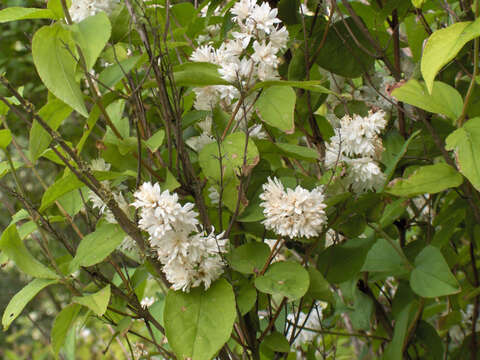 Image of fuzzy pride-of-Rochester