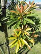 Image of Protorhus longifolia (Bernh.) Engl.