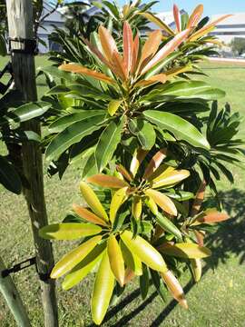 Image of Protorhus longifolia (Bernh.) Engl.