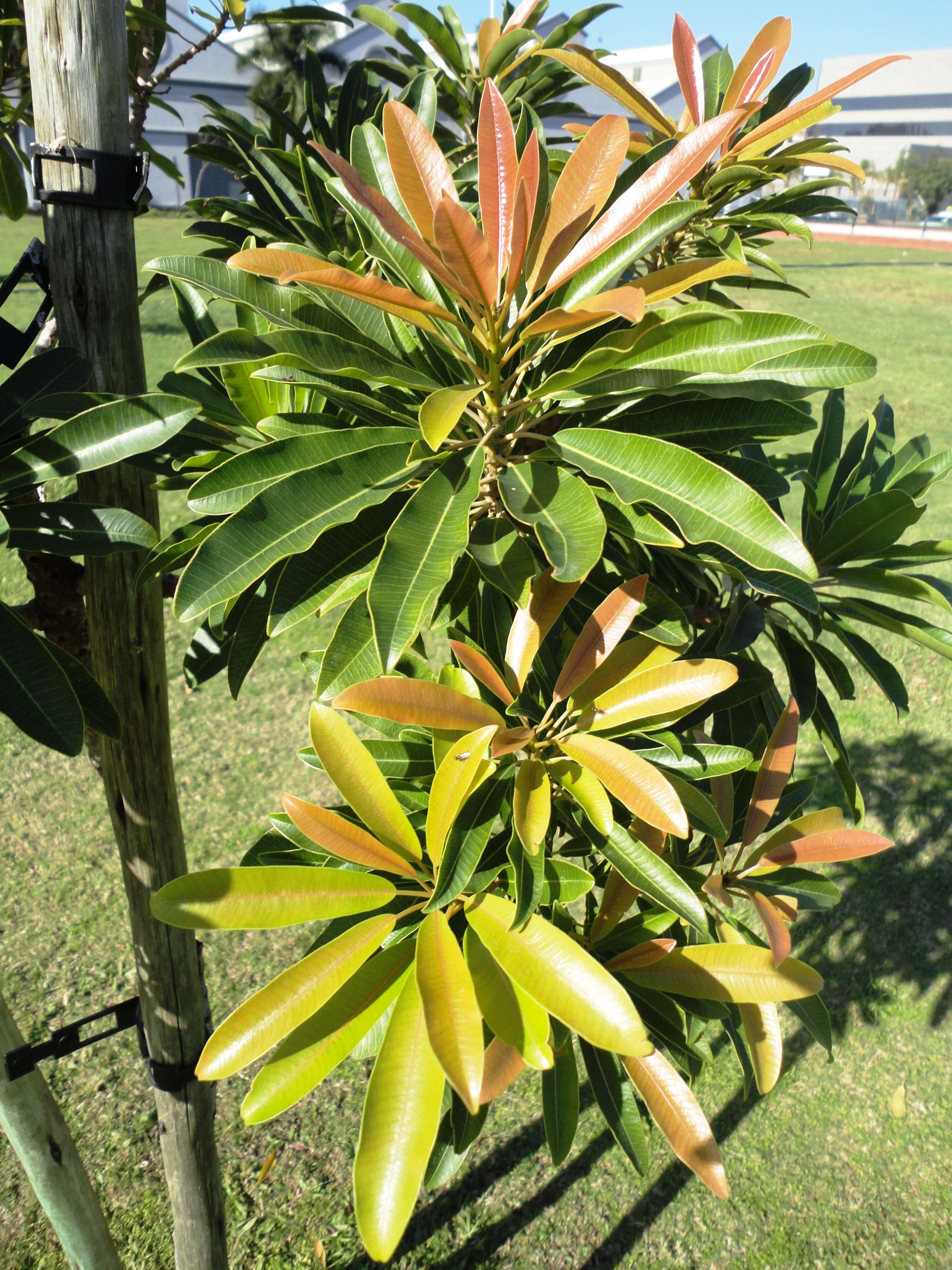 Image of Protorhus longifolia (Bernh.) Engl.