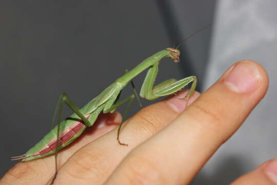 Image of Chinese mantis