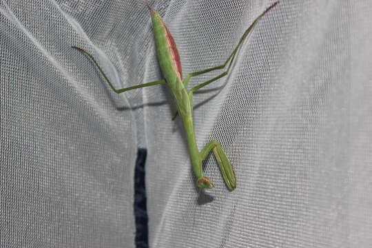 Image of Chinese mantis