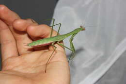 Image of Chinese mantis