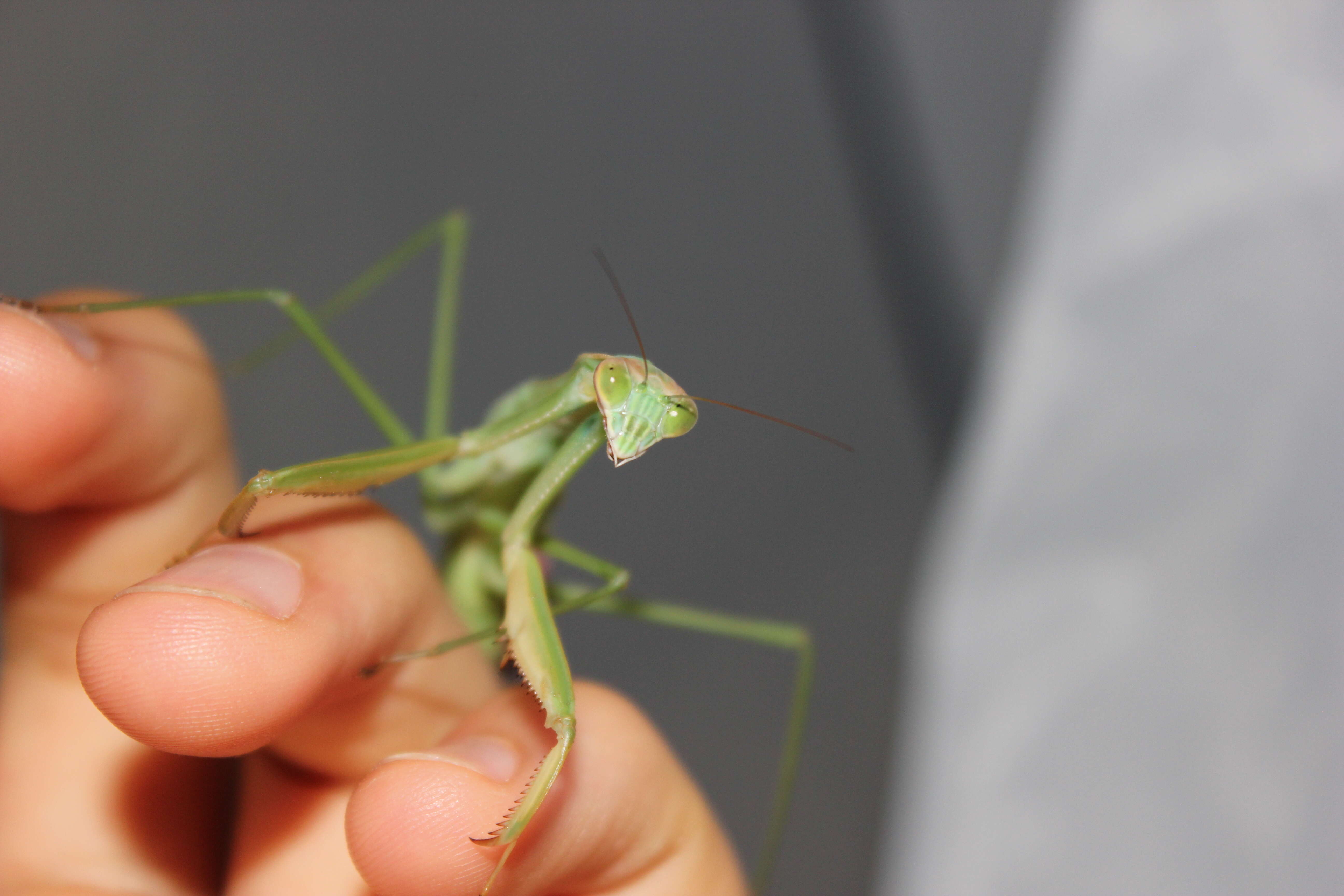 Image of Chinese mantis