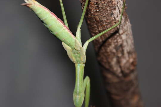 Image of Chinese mantis