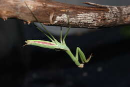 Image of Chinese mantis