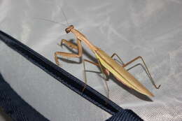 Image of Chinese mantis