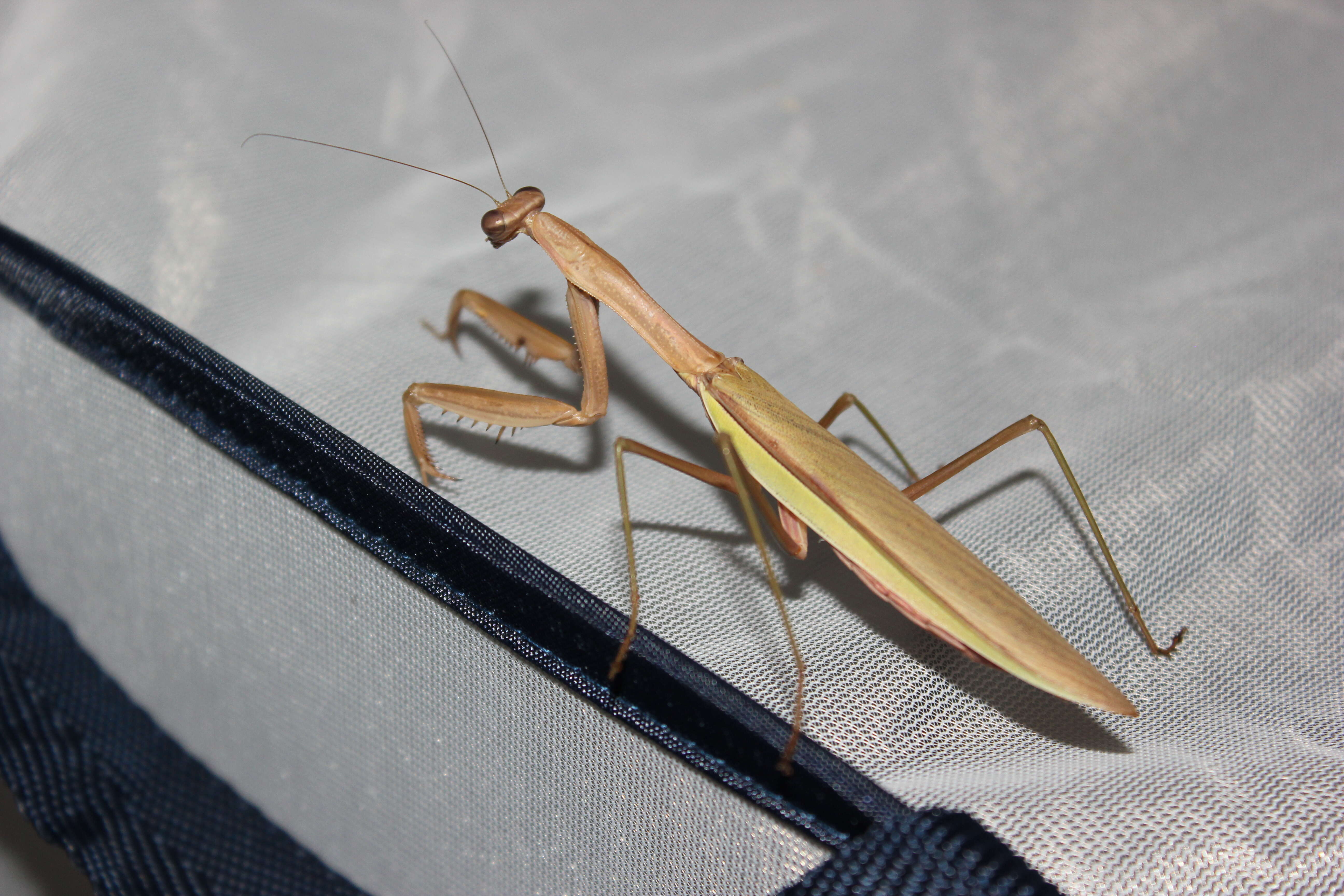 Image of Chinese mantis