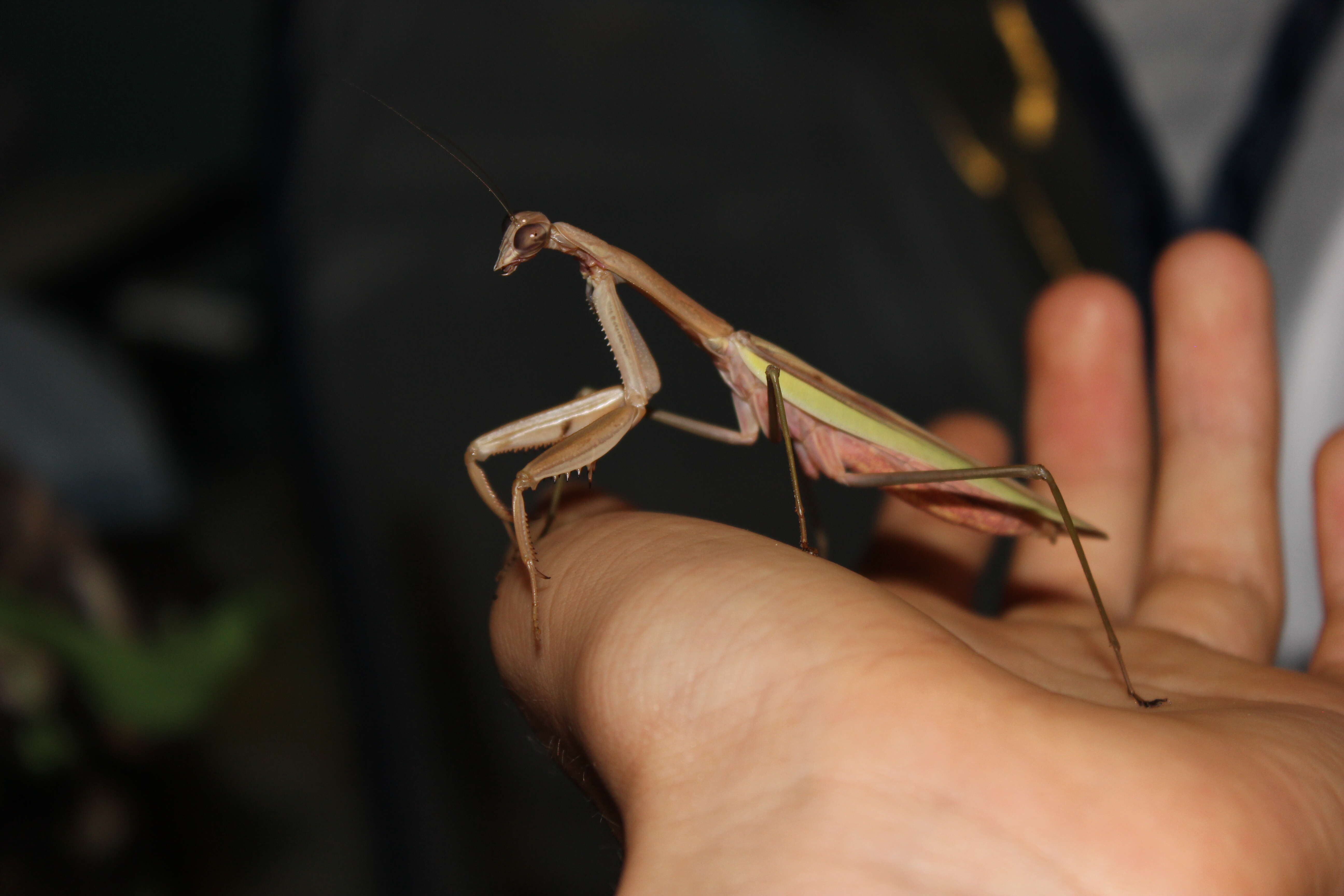 Image of Chinese mantis