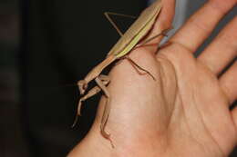 Image of Chinese mantis