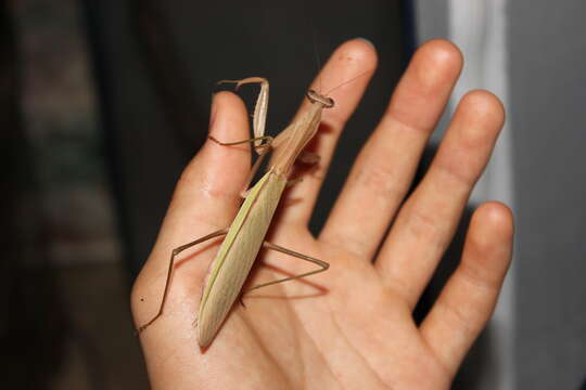 Image of Chinese mantis