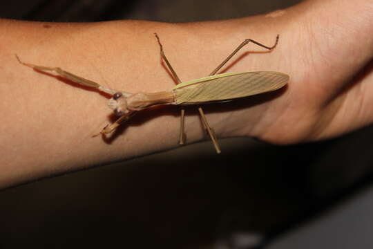 Image of Chinese mantis