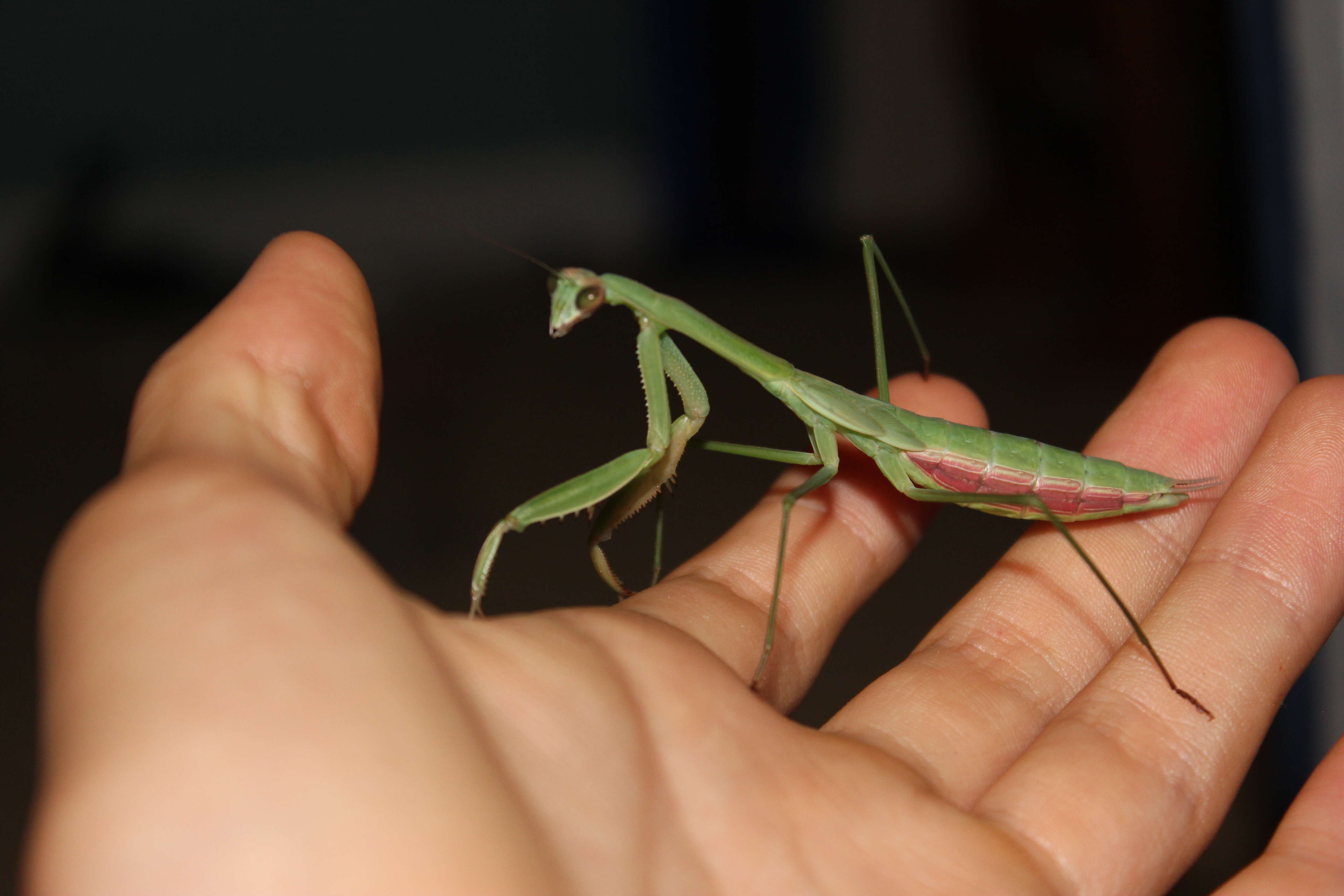 Image of Chinese mantis