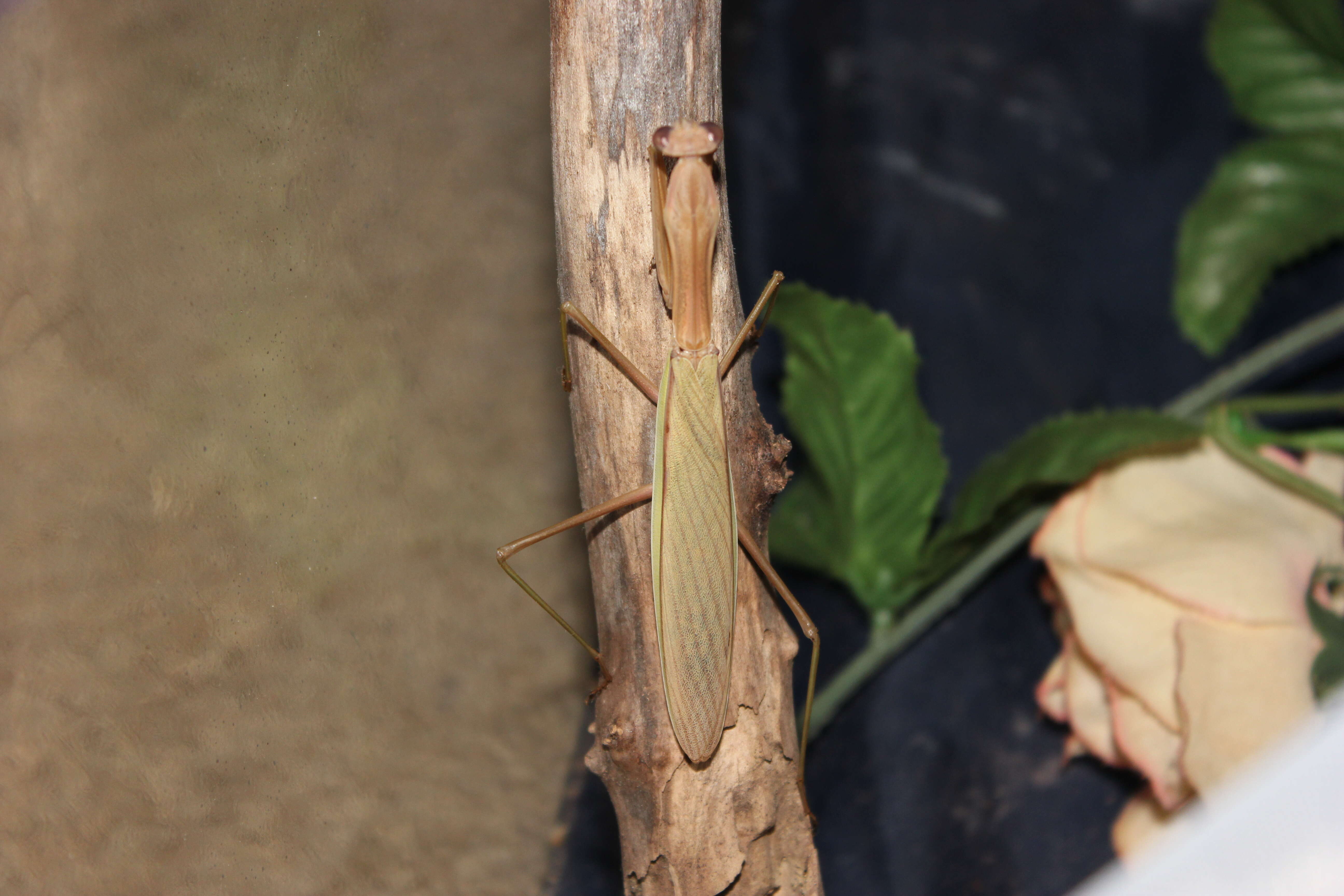 Image of Chinese mantis