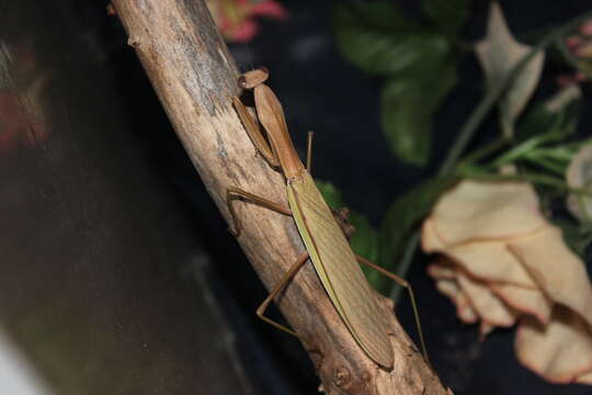 Image of Chinese mantis