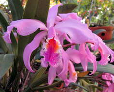 Imagem de Cattleya gaskelliana (N. E. Br.) B. S. Williams