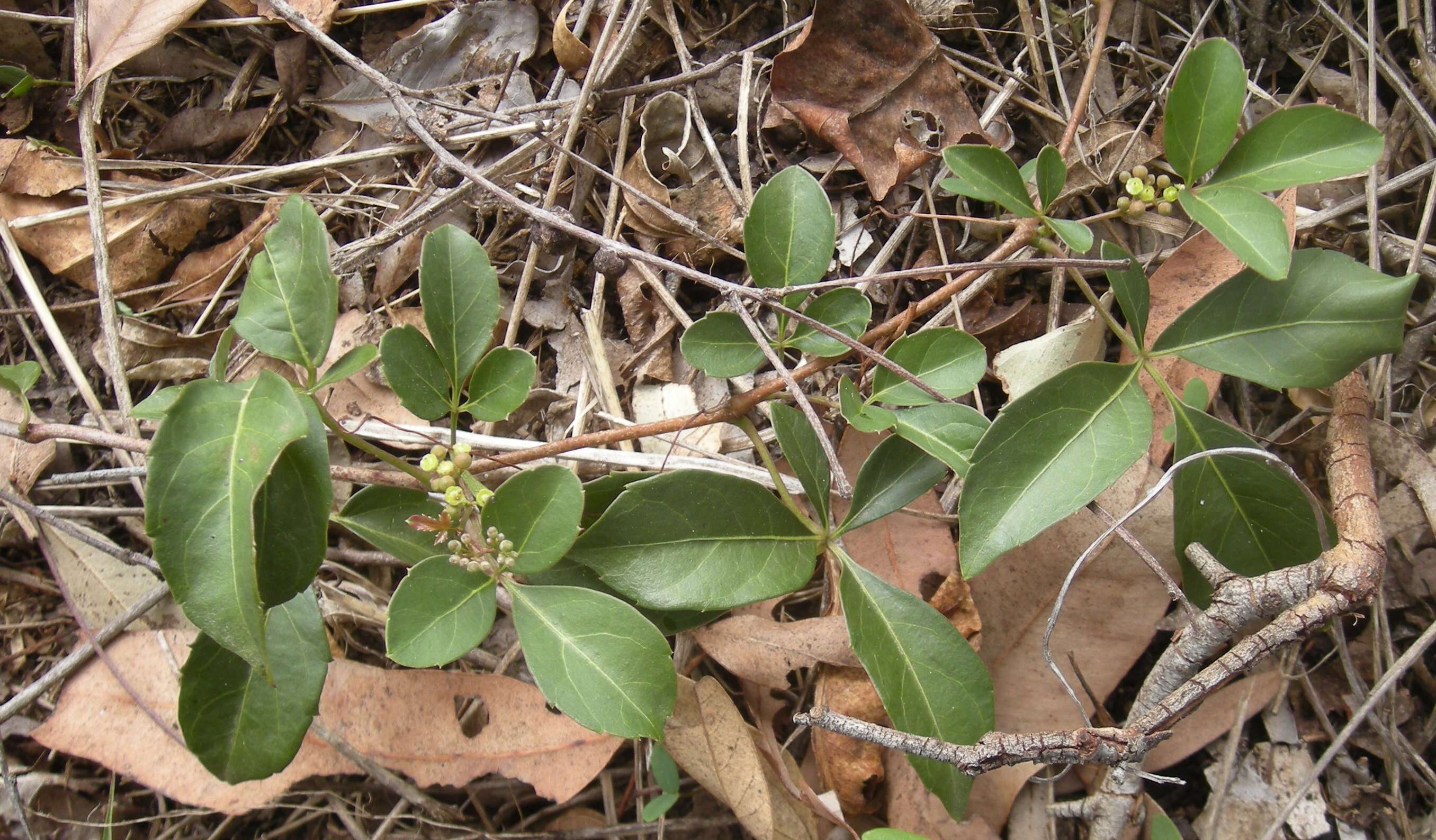 Image of Clematicissus opaca (F. Müll.) Jackes & Rossetto