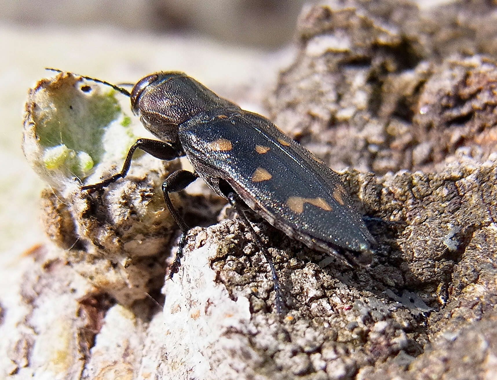 Sivun Trachypteris picta (Pallas 1773) kuva