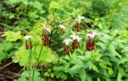 Image of western meadow-rue