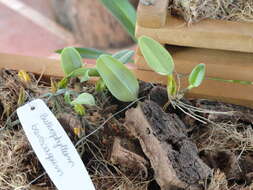 Image de Bulbophyllum lasiochilum C. S. P. Parish & Rchb. fil.