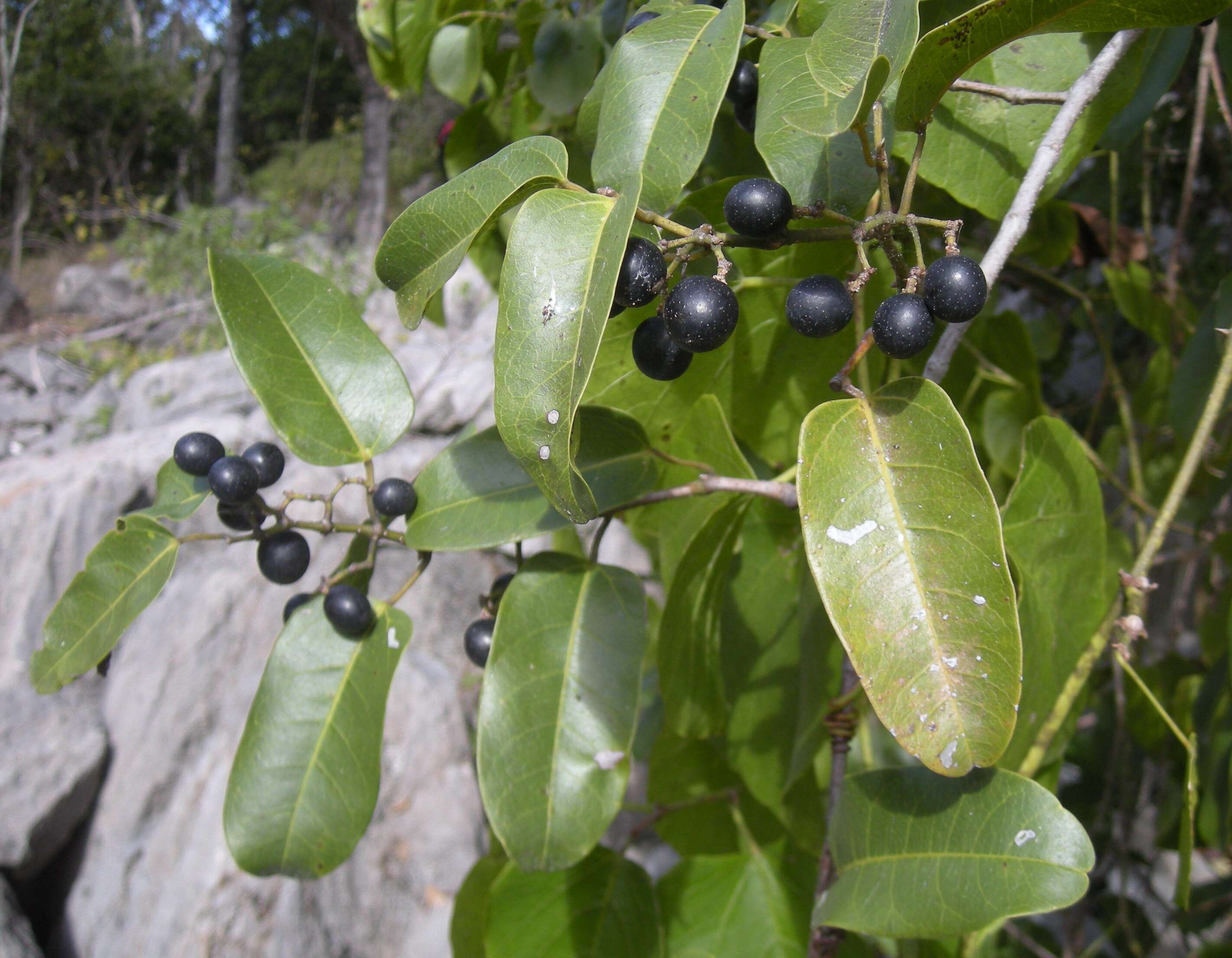 Image de Cissus oblonga (Benth.) Planchon