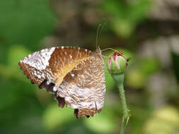 Image of Elymnias caudata Butler 1871