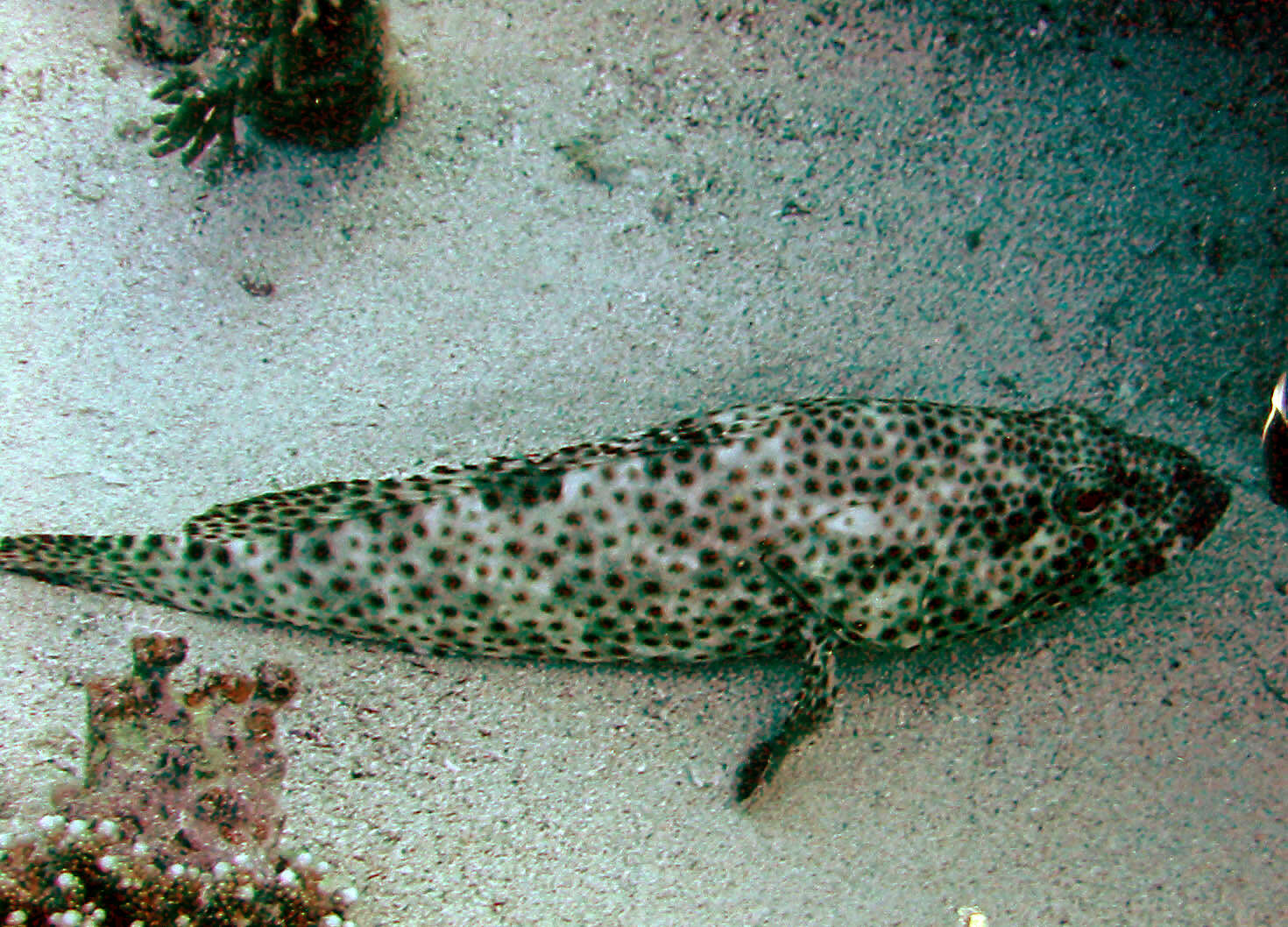 Plancia ëd Epinephelus tauvina (Forsskål 1775)