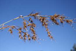 Themeda quadrivalvis (L.) Kuntze resmi