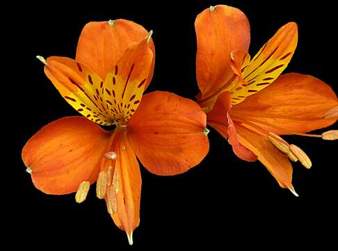 Image of Alstroemeria ligtu L.