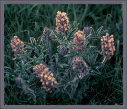 Image of large Indian breadroot