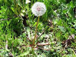 Image of Rock dandelion