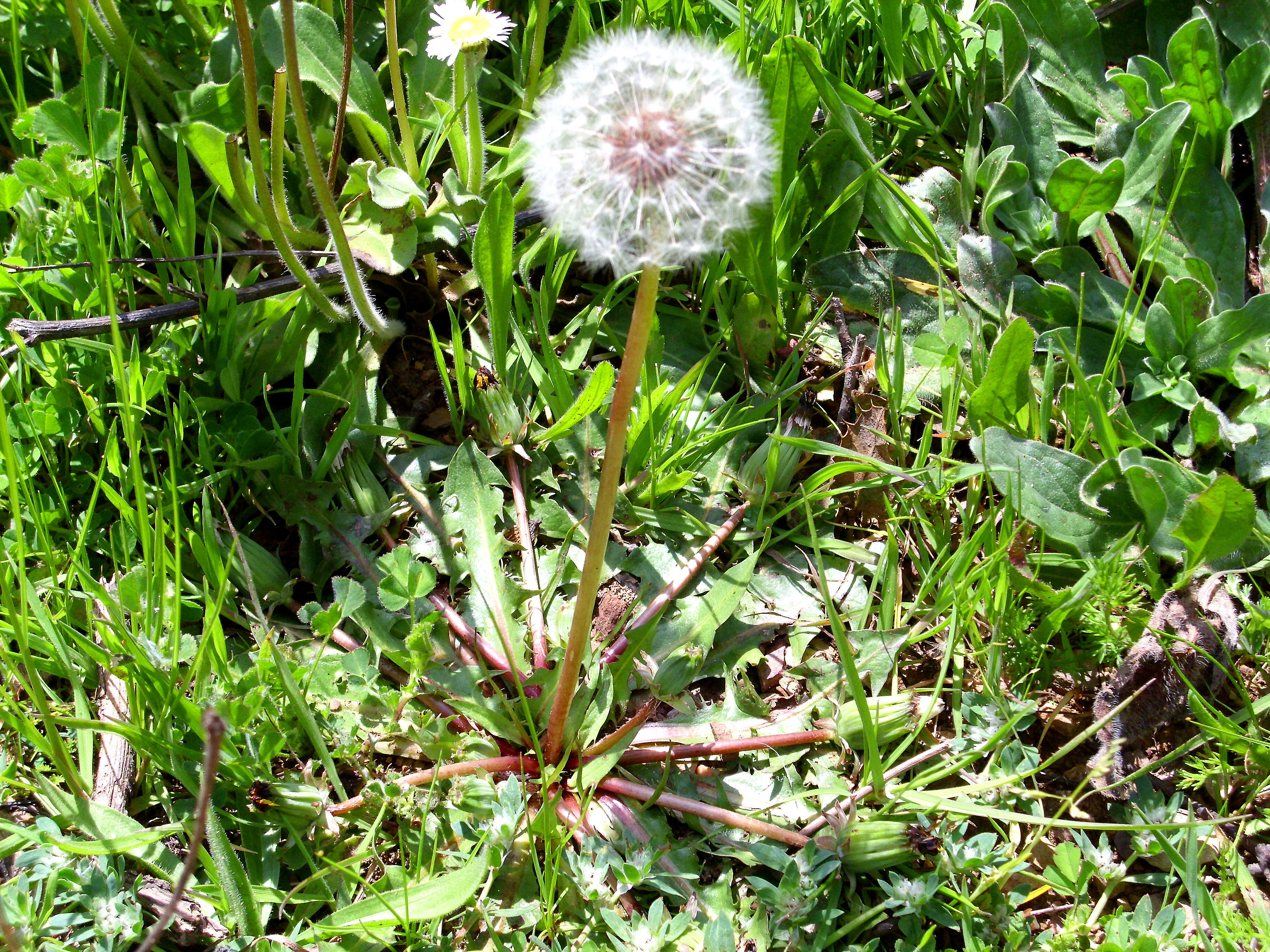 Слика од Taraxacum erythrospermum Andrz. ex Bess.