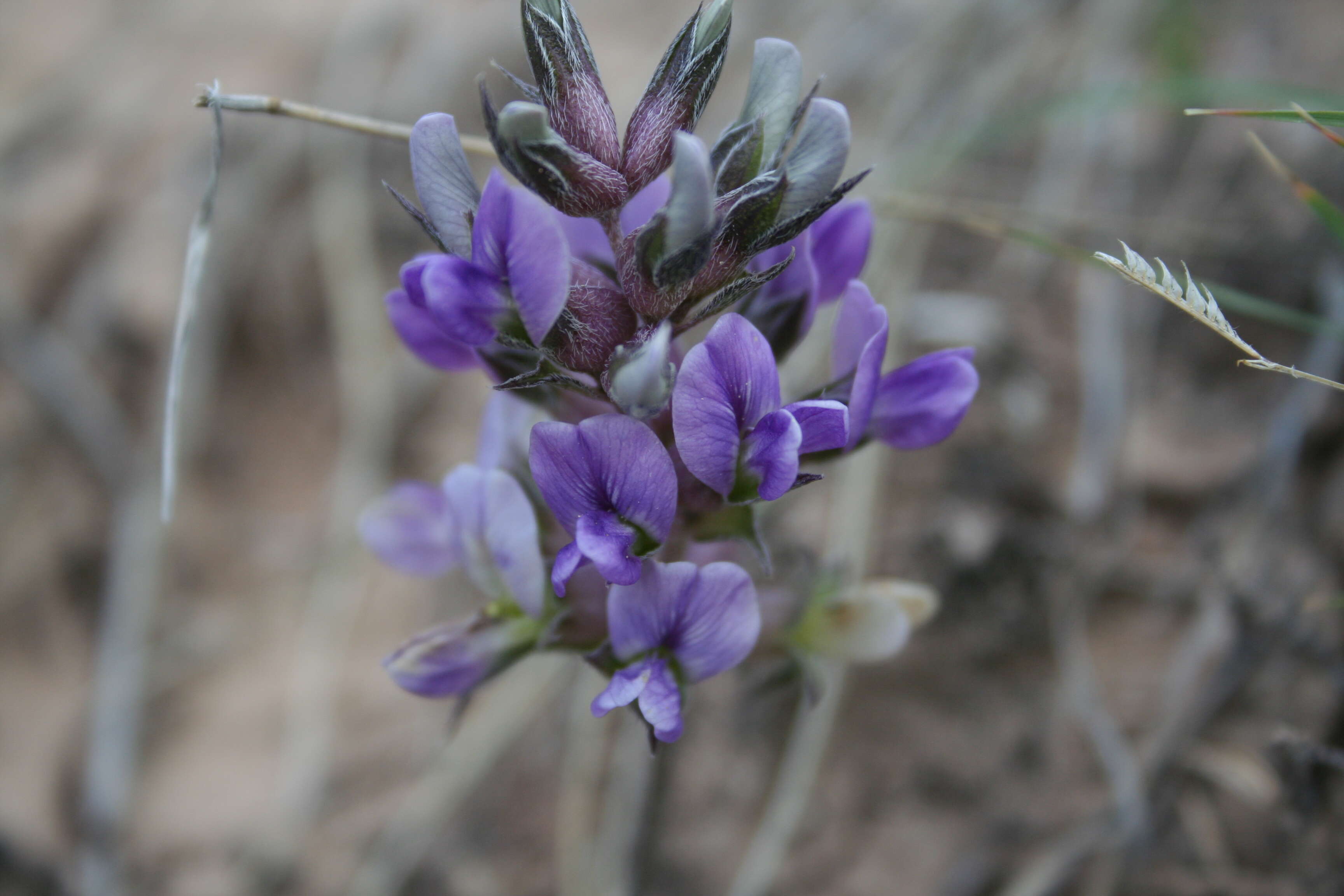 Image of large Indian breadroot