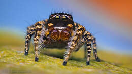 Image of Habronattus pugillis Griswold 1987