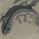 Image of Cryobatrachus