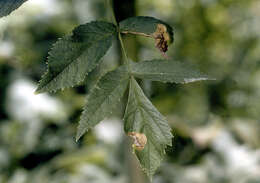 Image of purplestem angelica