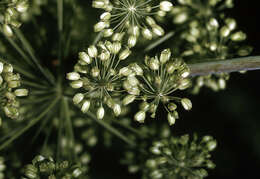 Image of purplestem angelica