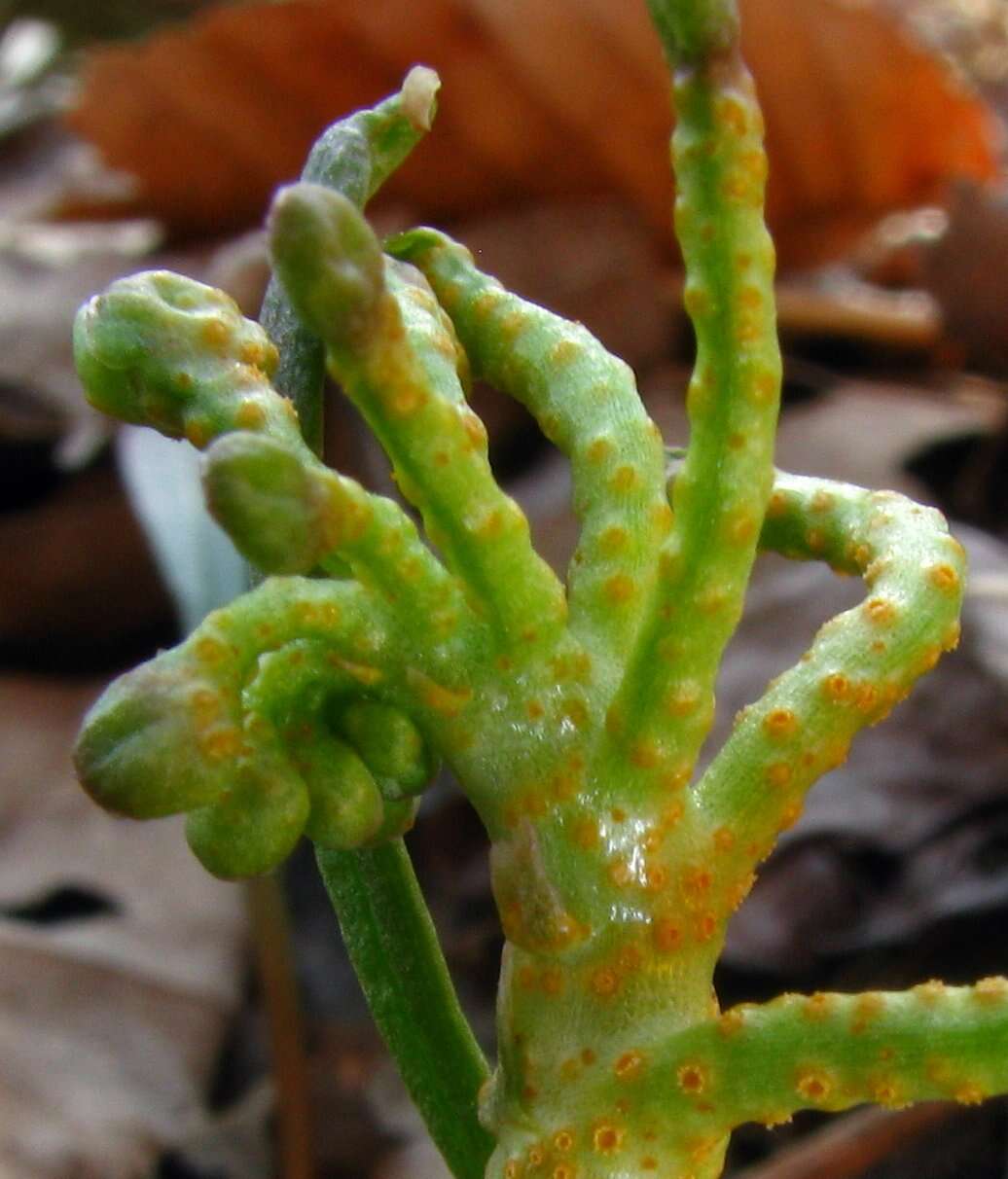 Image of Puccinia mariae-wilsoniae Clinton 1873