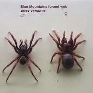 Image of Blue mountains funnel web