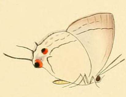 Image of Argiolaus belli (Hewitson 1869)