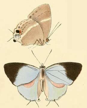 Image of Dacalana anysis (Hewitson (1865))