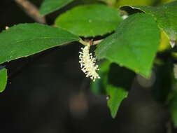 Streblus pendulinus (Endl.) F. Müll.的圖片