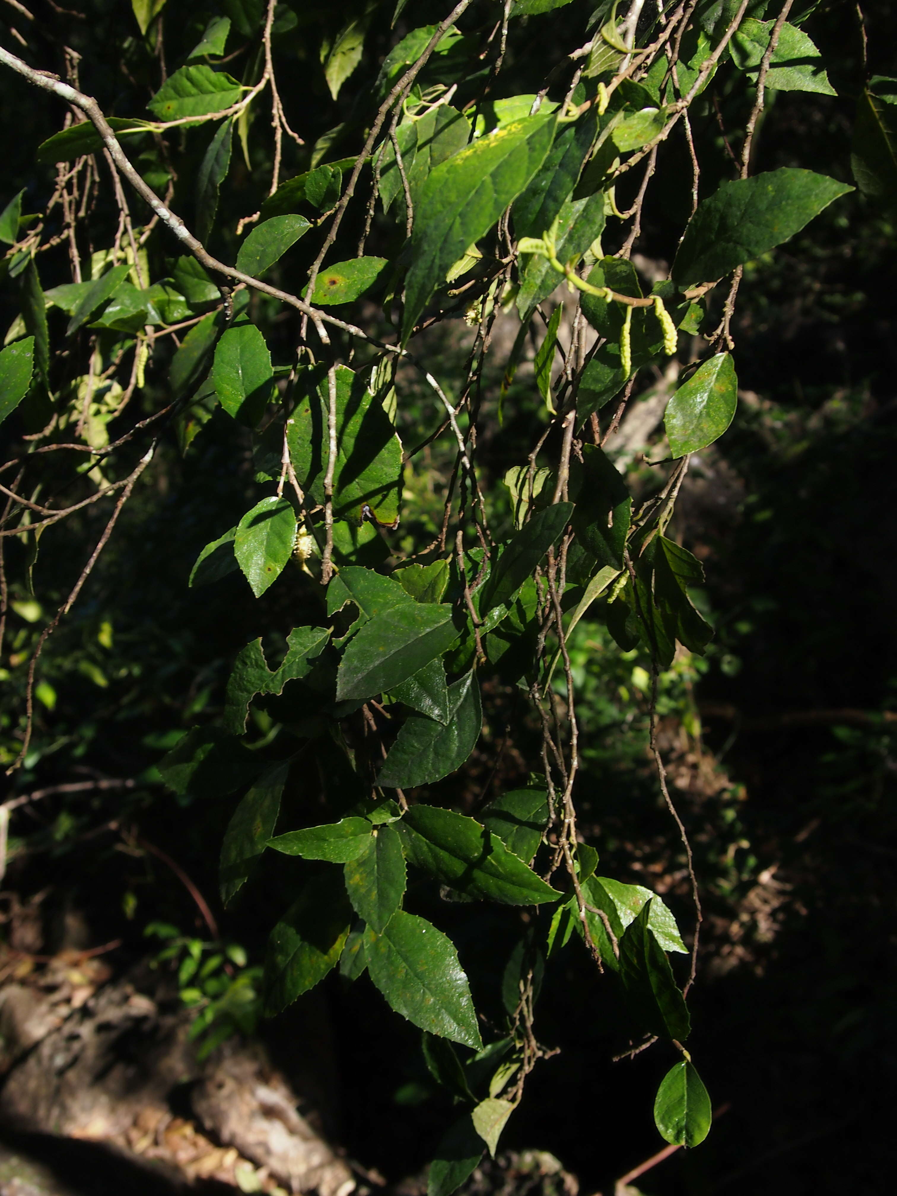 Streblus pendulinus (Endl.) F. Müll.的圖片