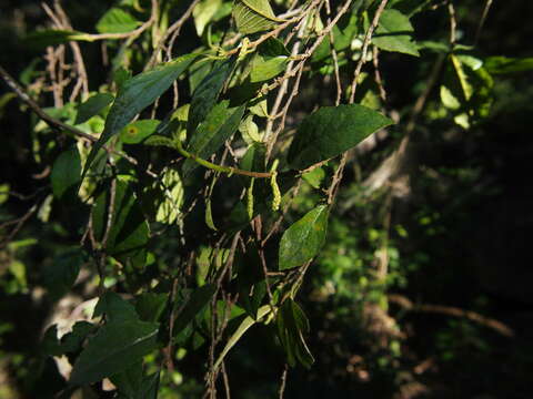 Image of Hawaii Roughbush