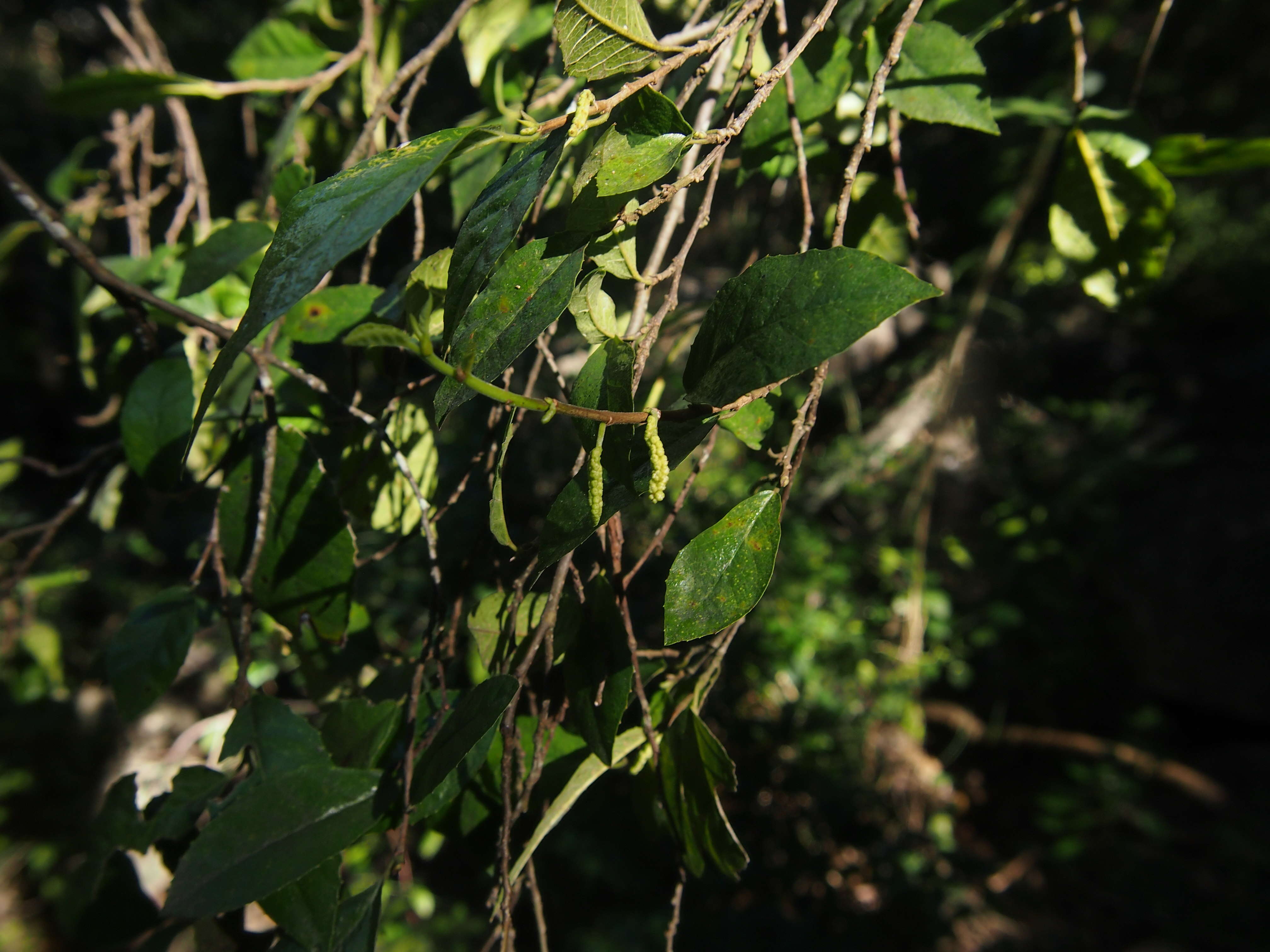 Слика од Streblus pendulinus (Endl.) F. Müll.