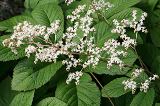 Image of Rodgersia aesculifolia Batalin