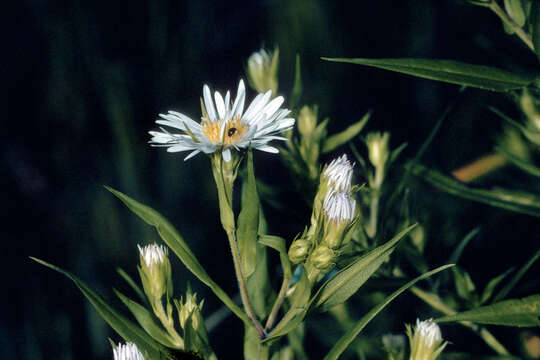 Image de Symphyotrichum puniceum (L.) A. Löve & D. Löve