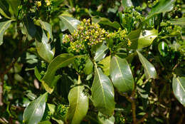 Image of Black bird-berry