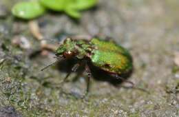 Image of Delta Green Ground Beetle